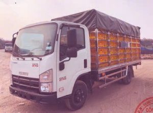 ISUZU QKR270 chở gia cầm